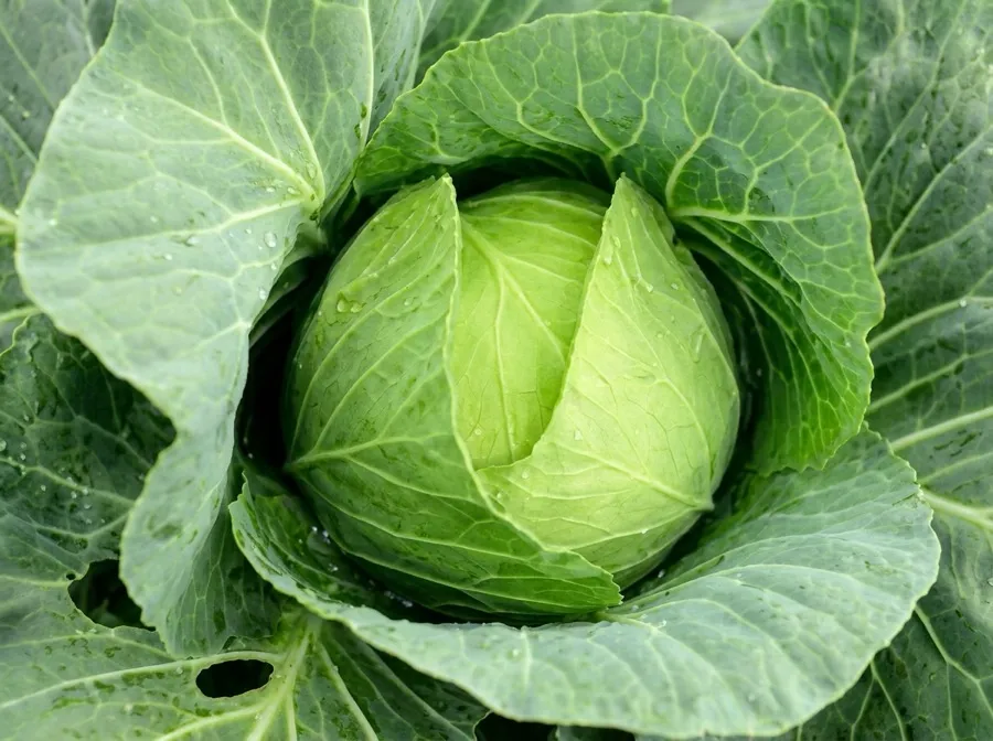Cabbage