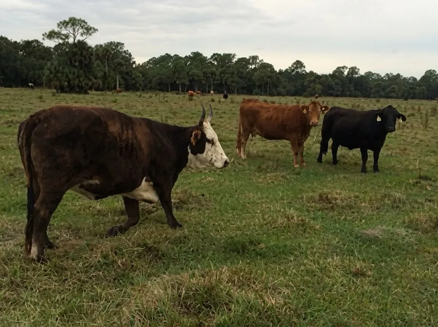 Cattle