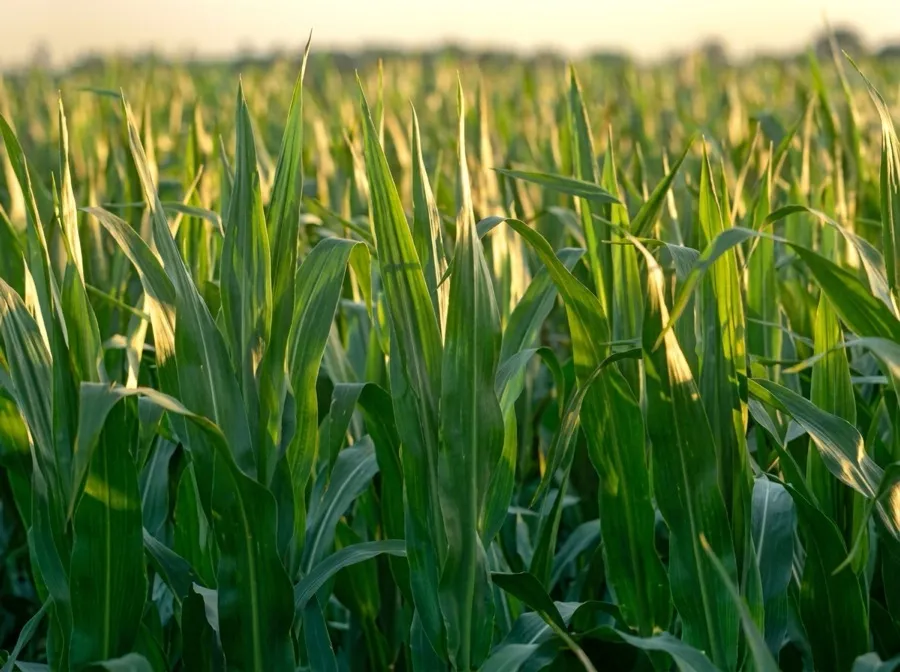 Field corn
