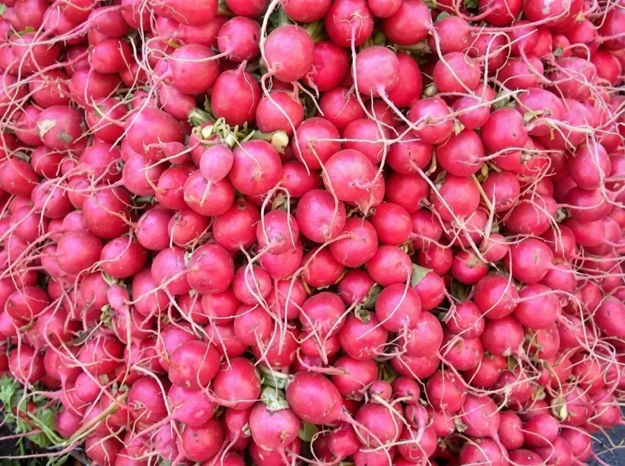 Radishes