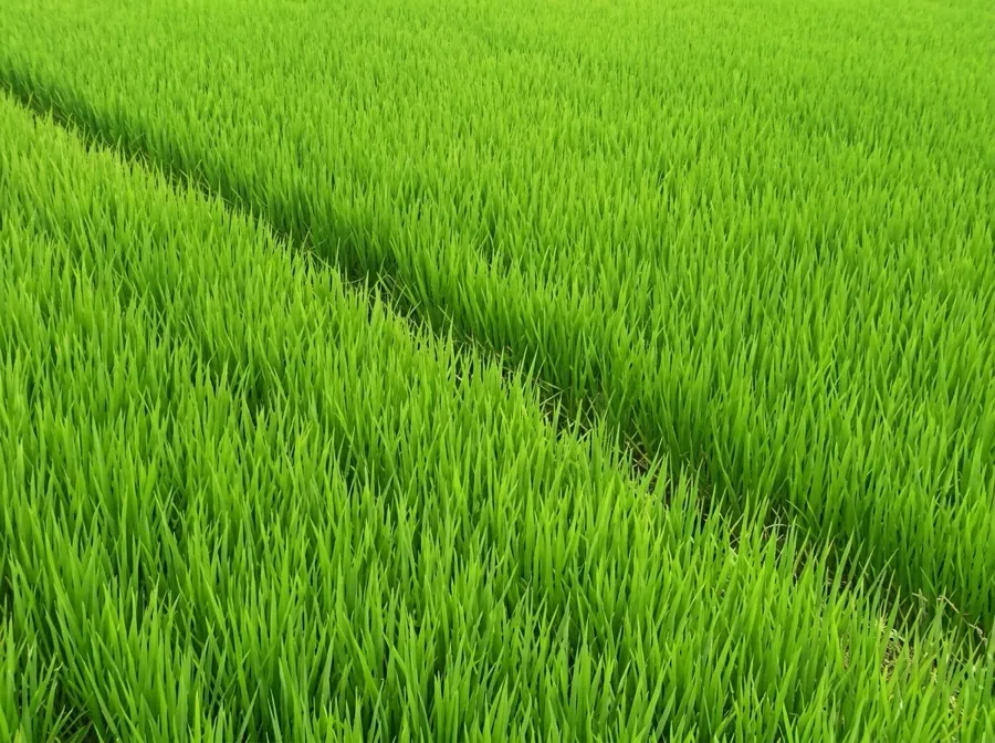 Rice