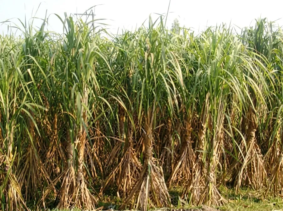 Sugar cane field