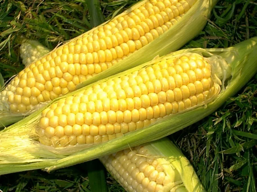 Fresh sweet corn